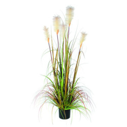 Herbe de vulpin 150 cm