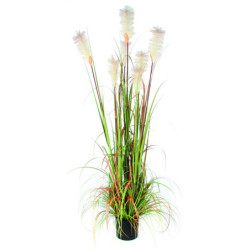 Herbe de vulpin 180 cm
