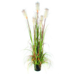 Herbe de vulpin 180 cm